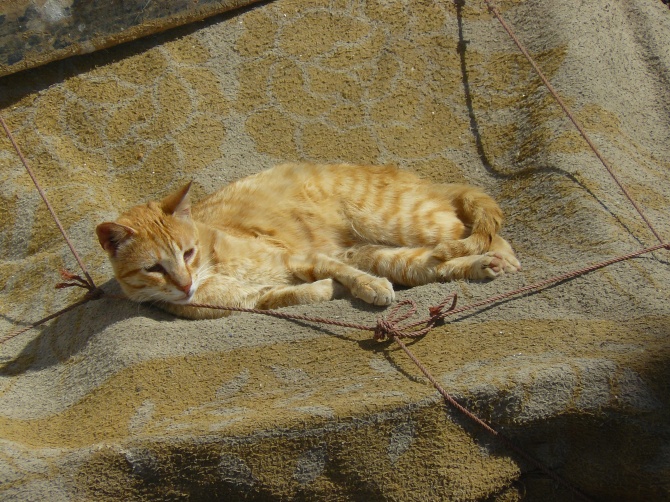 Dure dure, la vie d'un chat à Marrakech... 